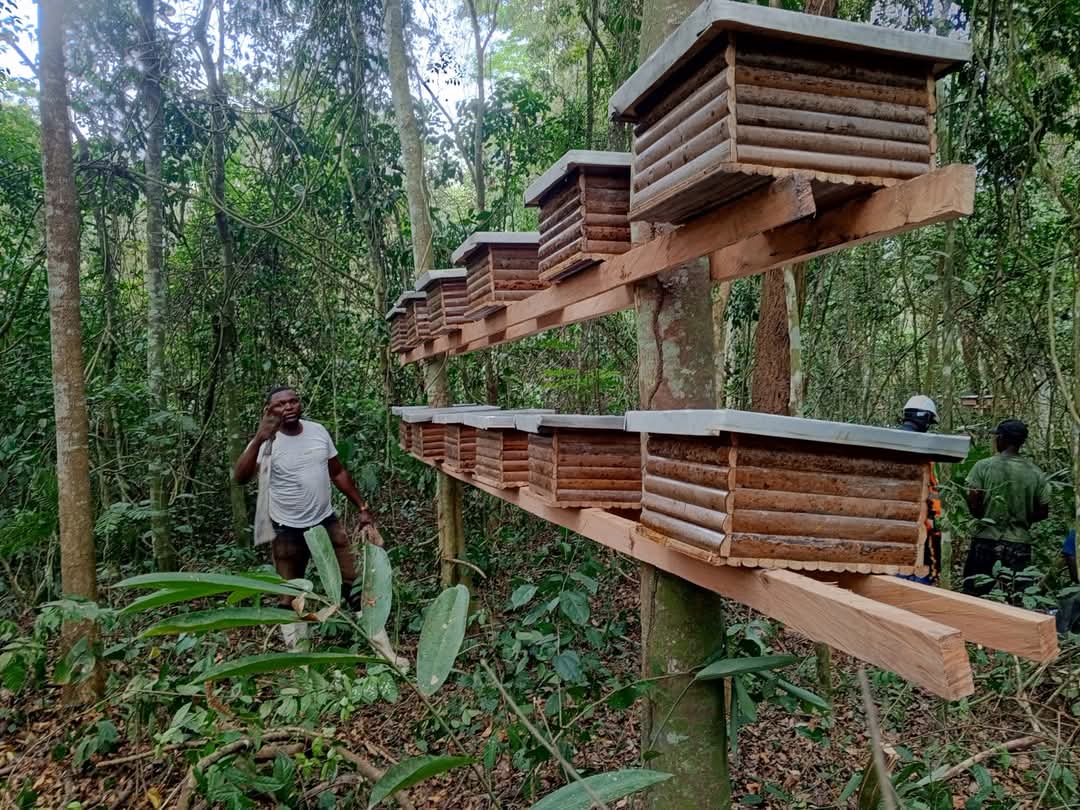 Les ruches Tamignaie ont pris le pouvoir