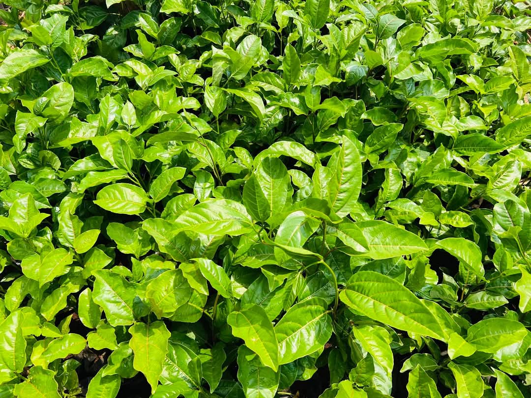 Fruit de la Passion (Passiflore)